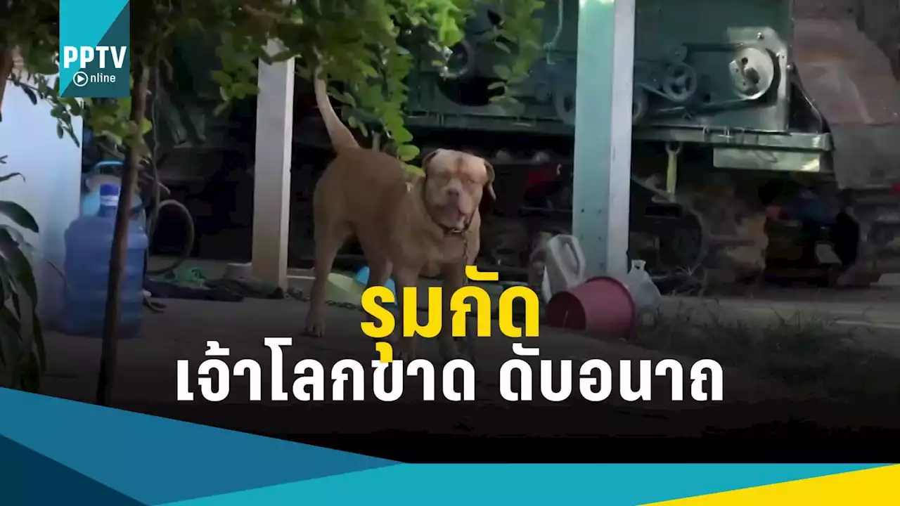 'พิทบูล' สุดโหด รุมขย้ำหนุ่มดับ กัดเจ้าโลกขาดกระจุย