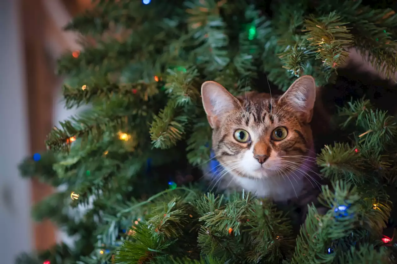 Por qué no deberías regalar animales por Navidad - Yo Animal