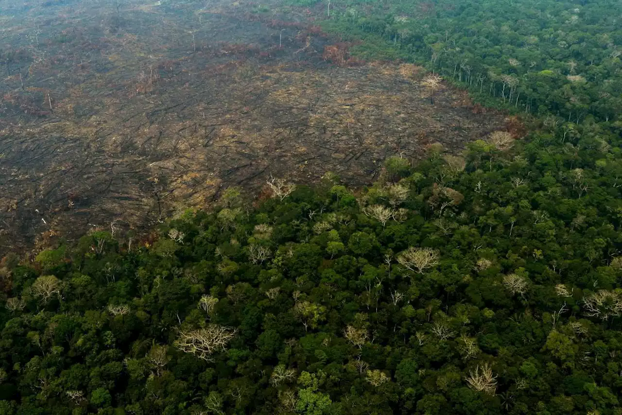 COP15 biodiversité : les ministres négocient le financement du « pacte pour la nature » pour sortir de l’impasse