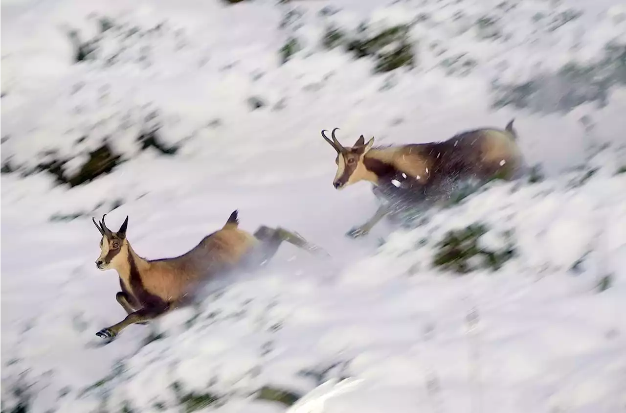 Télévision : à la découverte des animaux secrets des Pyrénées