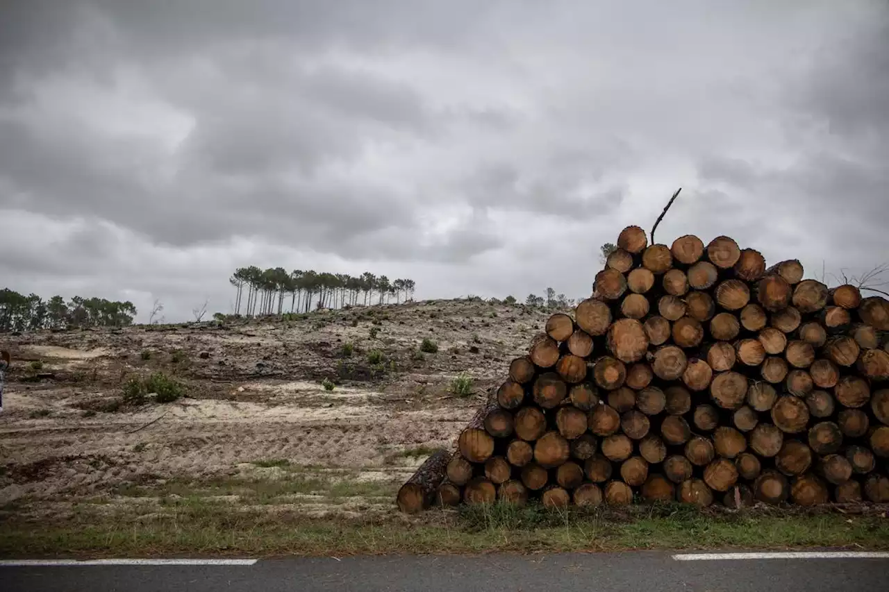 Vidéo. Incendies sur le bassin d’Arcachon : la route de Biscarrosse, fermée depuis cinq mois, rouvre enfin ce samedi