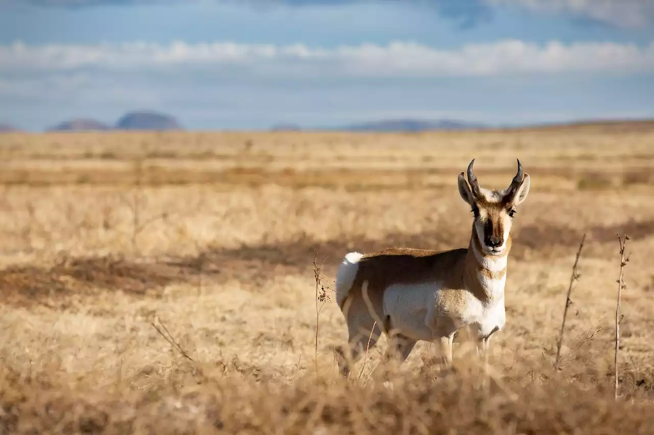 How Arizona’s Border Wall Could Stop Animals Escaping From Climate Change