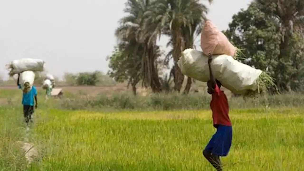 Senegal struggling to reduce dependency on 'very expensive' Indian rice