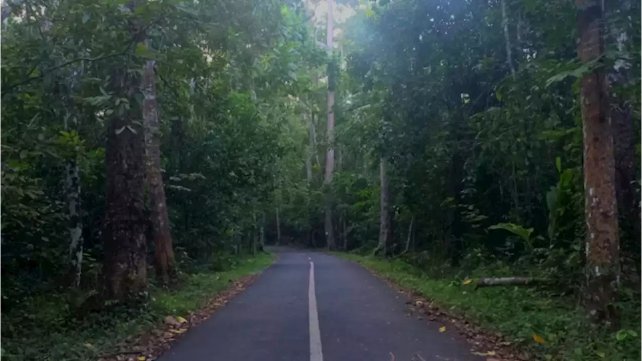 Mitos Alas Purwo Banyuwangi yang Angker, Tempat Berkumpulnya Jin Jawa