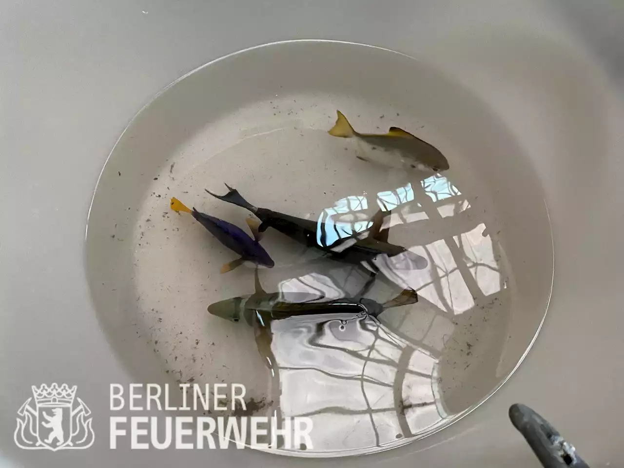 Berlin: Diese Fische haben das Aquarium-Unglück wie durch ein Wunder überlebt