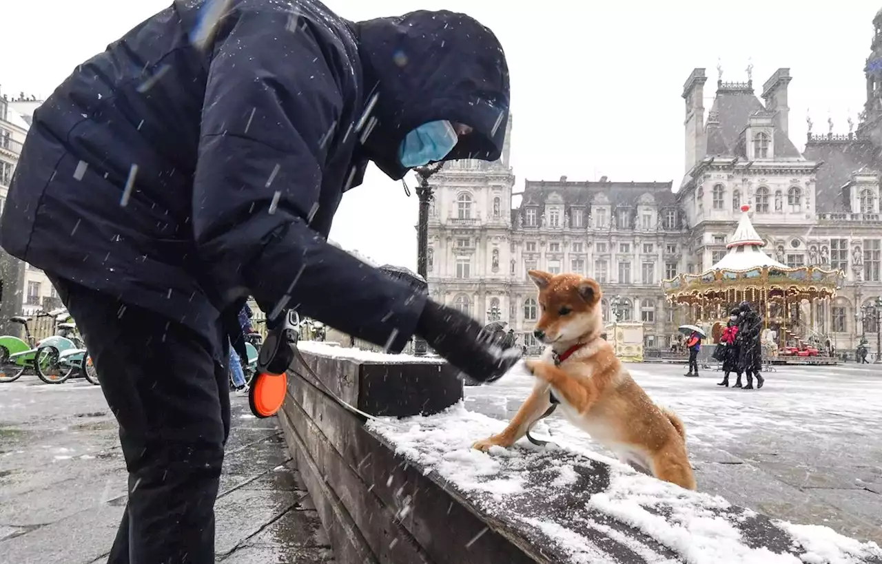 Les chiens souffrent-ils du froid, et ont-ils besoin d’un manteau ?