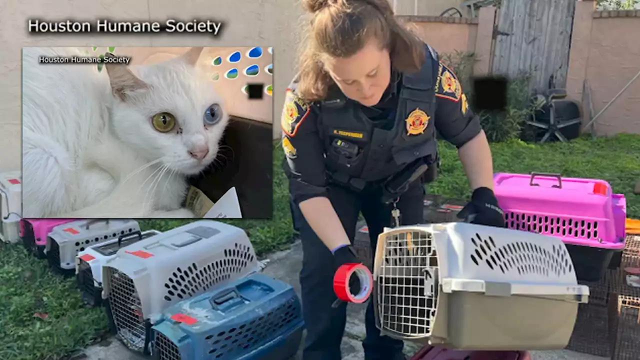 40 cats living in roach-infested hoarder house rescued by Houston Humane Society