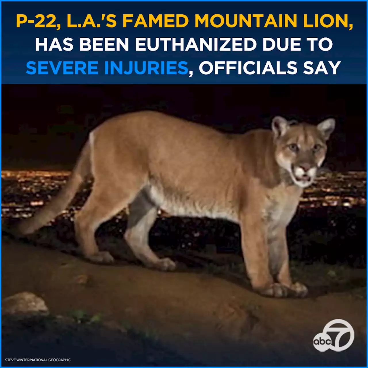 Los Angeles celebrity mountain lion P-22 euthanized due to severe injuries