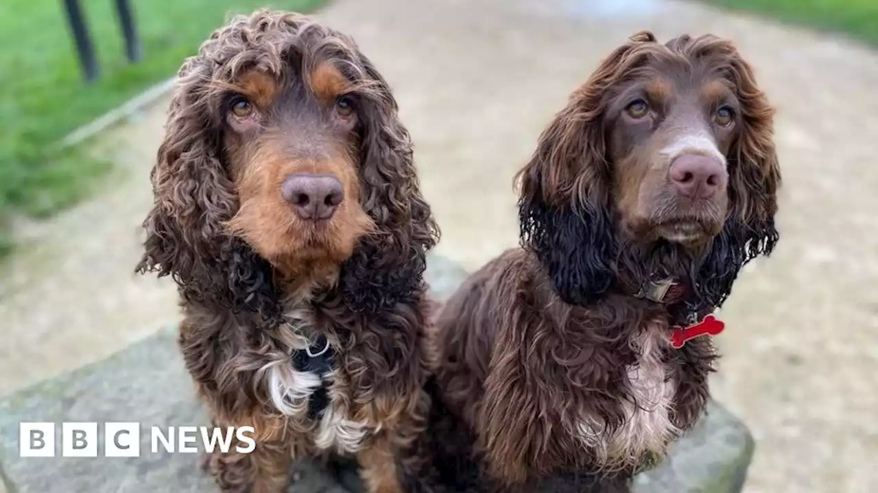 Dog rescued from Wakefield frozen lake after his puppy alerts owner