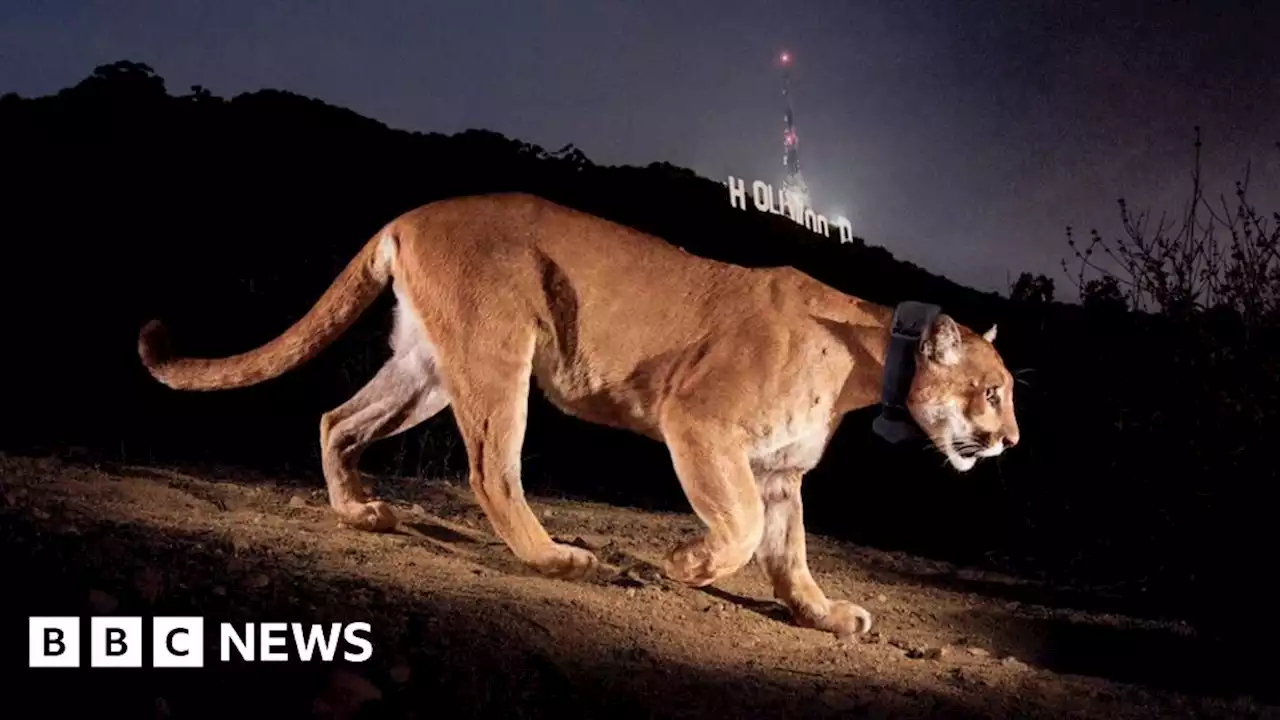 P-22, Hollywood's celebrity mountain lion, ends his reign