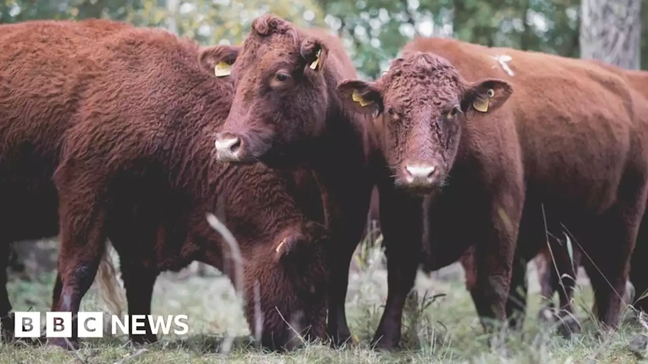 Cattle introduced to first RSPB New Forest woodland reserve