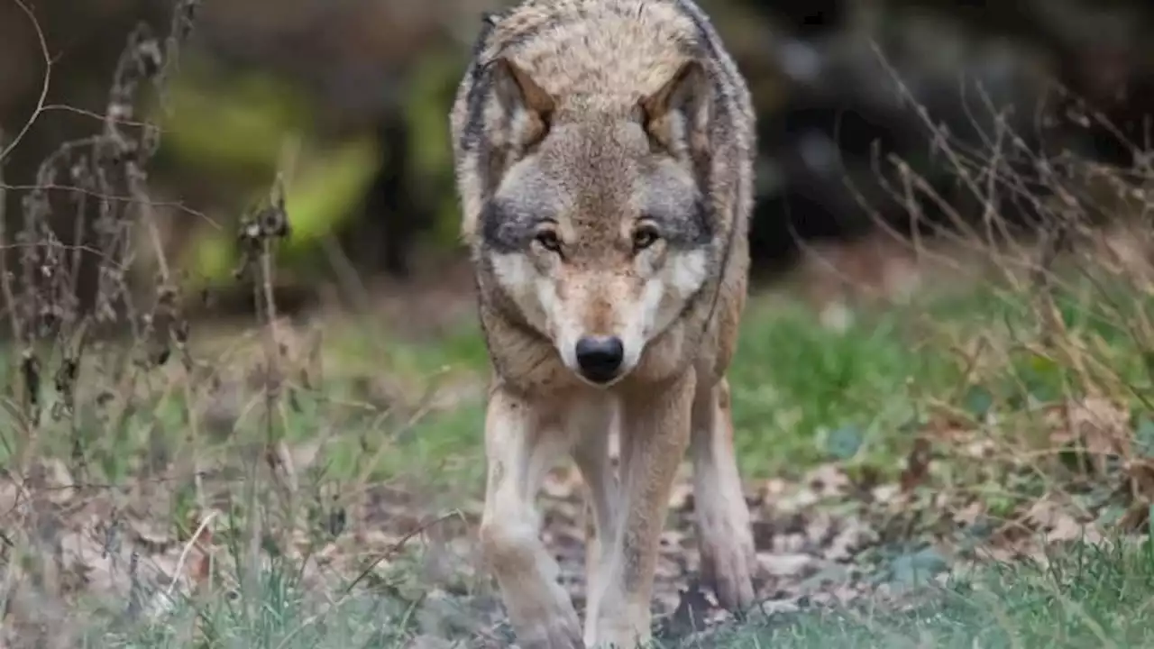 Alpes-Maritimes: une autorisation de tirs sur les loups suspendue après un recours de One Voice