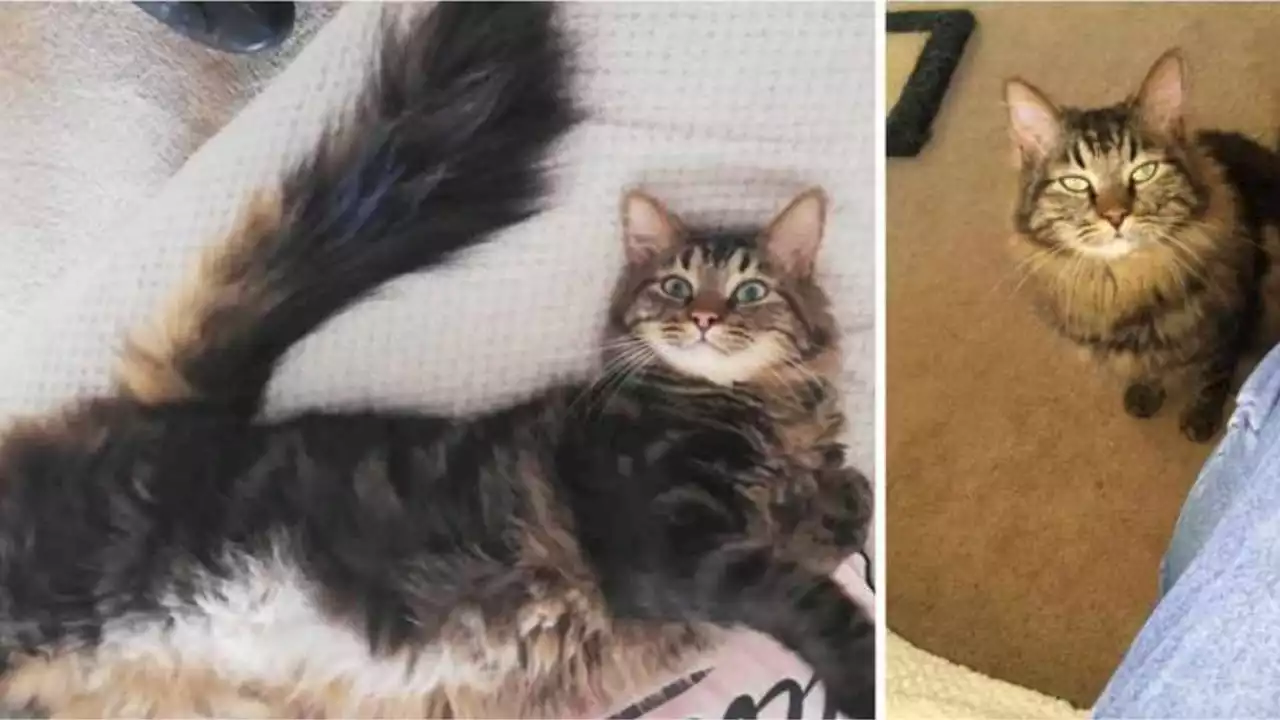 Milnerton family offers R10 000 reward for missing cat