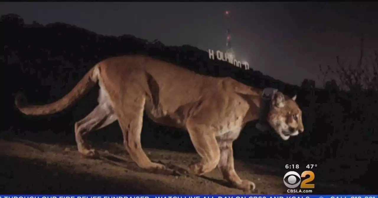 P-22, famous mountain lion recently captured, euthanized by Fish and Wildlife