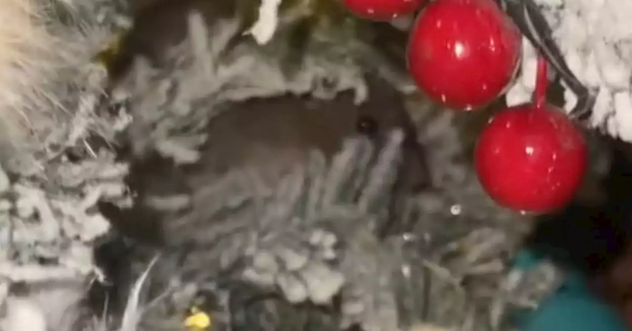 Mum left horrified after finding mouse hiding in her Christmas tree