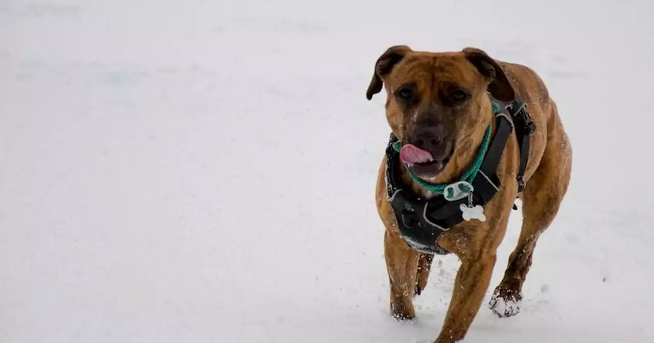 Scots dog owner issues warning as pet almost dies eating Christmas decorations