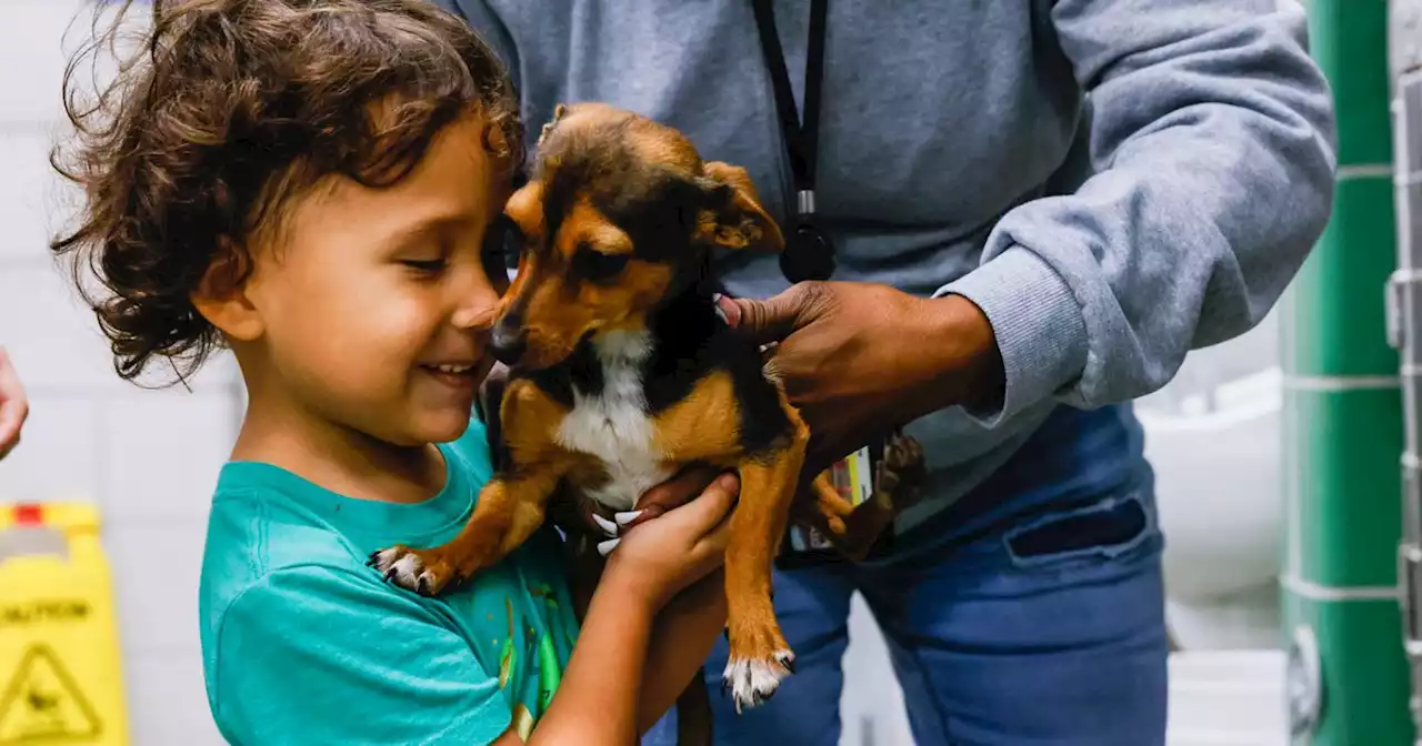 Dallas Animal Services gets ‘clean break’ after placing more than 150 dogs last weekend