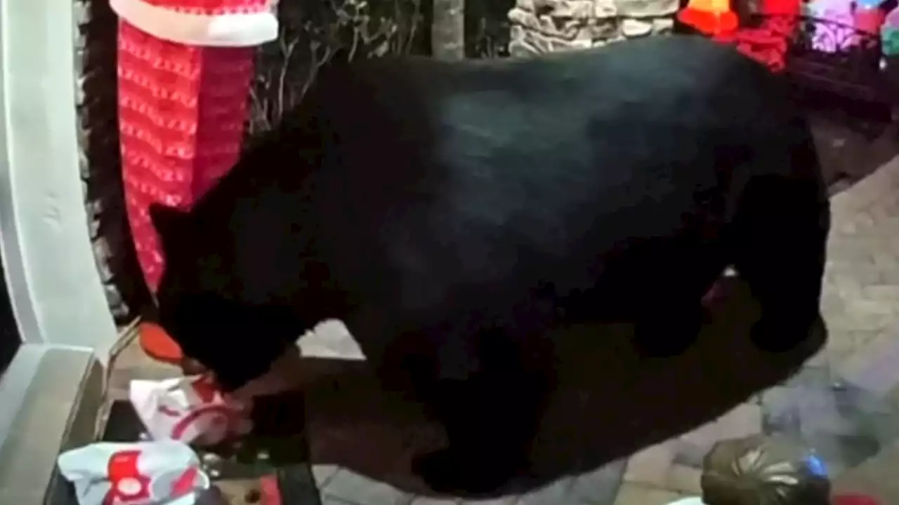 Florida family's Chick-fil-A gets snatched off porch by hungry bear