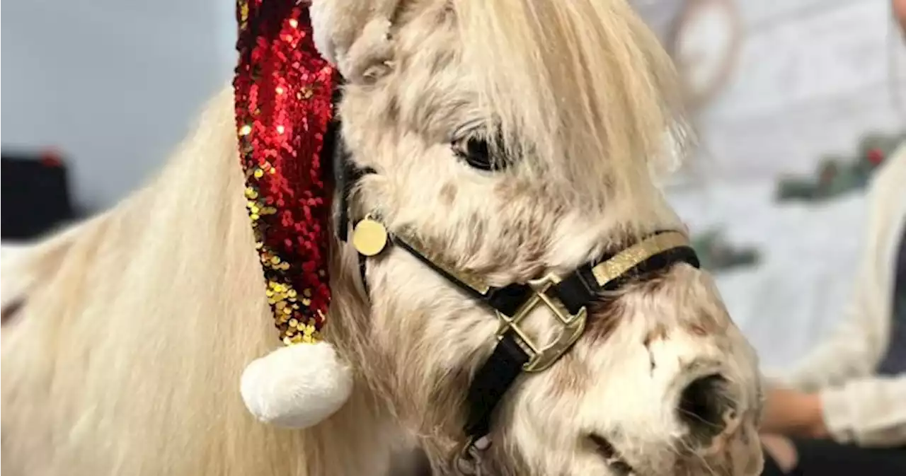 Max the miniature horse spreading holiday cheer in local Moncton businesses - New Brunswick | Globalnews.ca