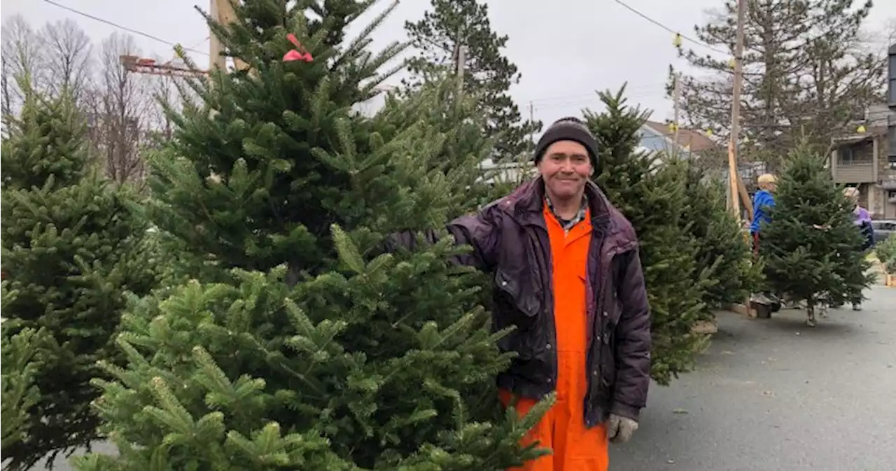 Retirements among N.S. Christmas tree farmers putting pressure on remaining sellers - Halifax | Globalnews.ca