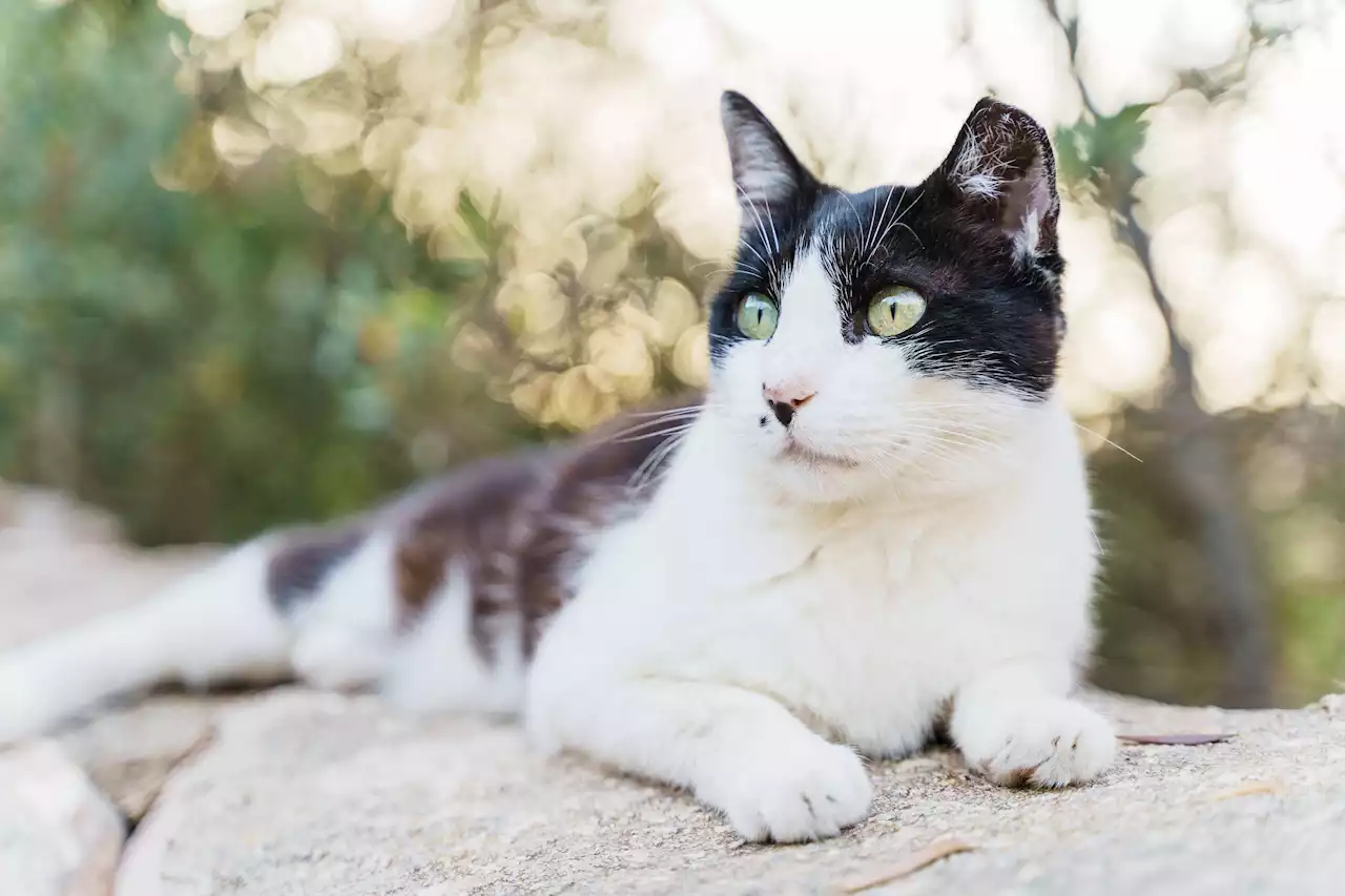 Women Convicted Of Criminal Trespassing For Feeding Cats On County Property