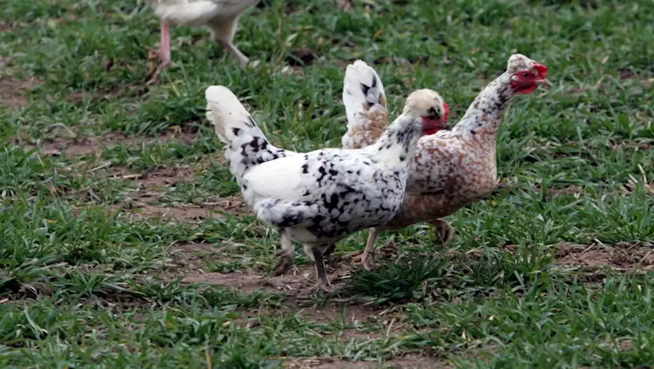 Alerte à l'influenza aviaire dans 20 communes de Haute-Garonne