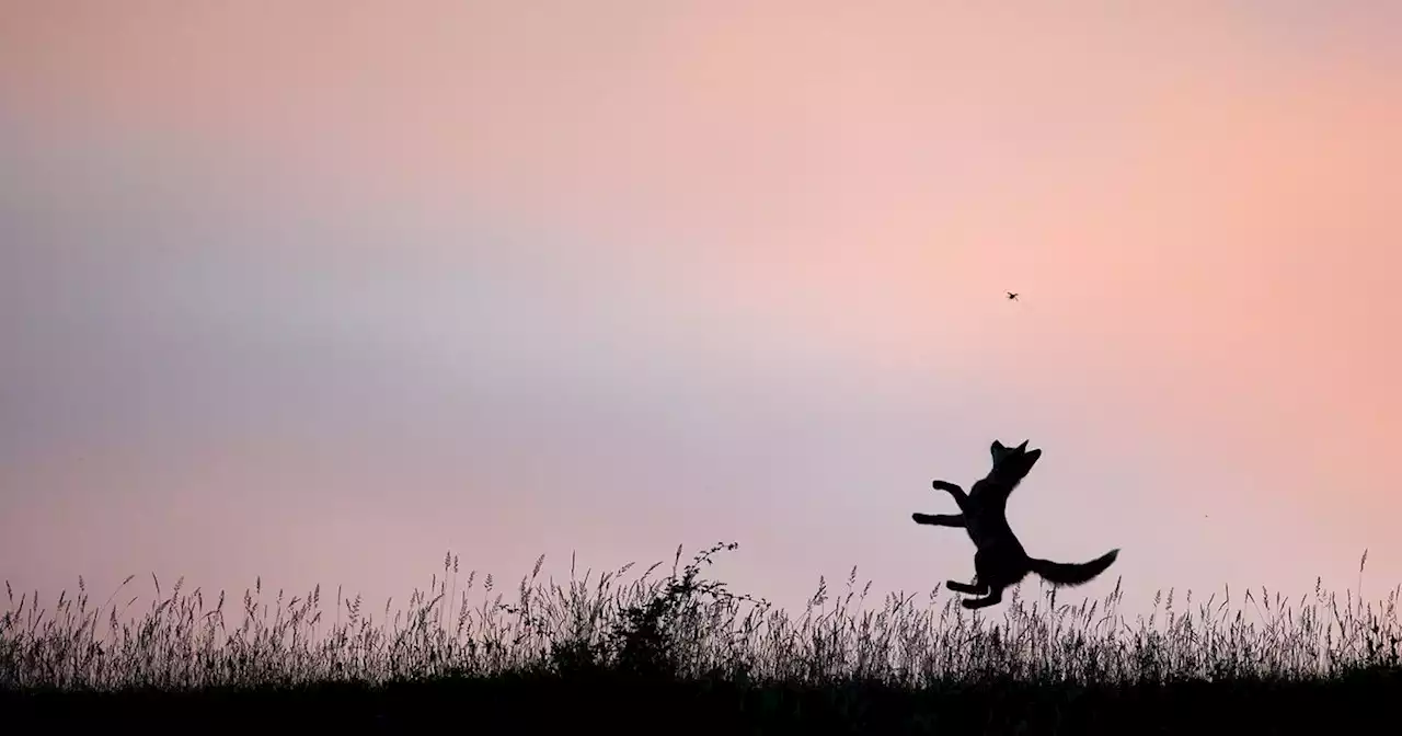 Inspiration photo – Découvrez les images lauréates du concours Nature Photographer of the Year