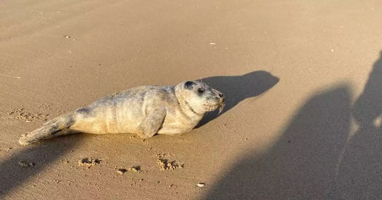 Adorable seal spotted on Blackpool beach after coming ashore for a 'rest'