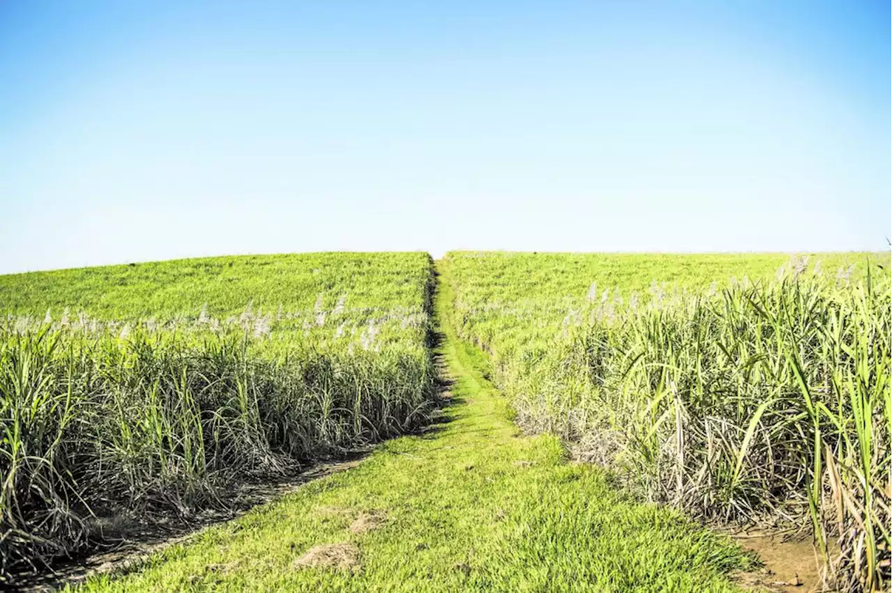 Scrap sugar tax, say canegrowers