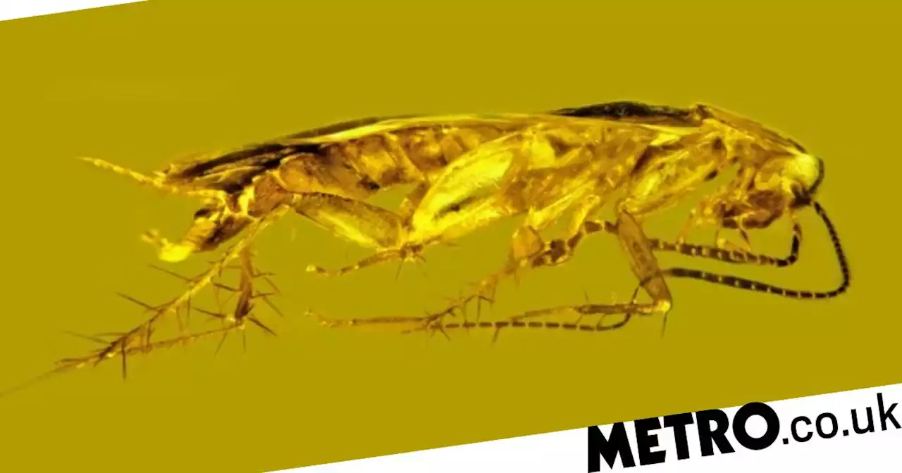 Fossilised cockroach sperm preserved in 30,000,000-year-old amber