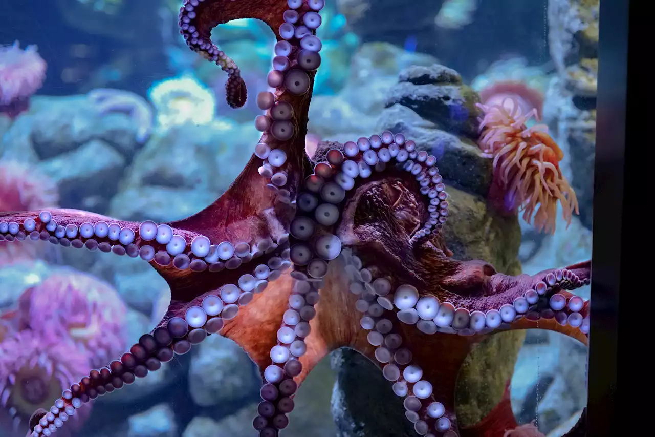 After Berlin Aquarium Tank Collapse, New England Aquarium Says It's ‘Confident' in Its Own Exhibit