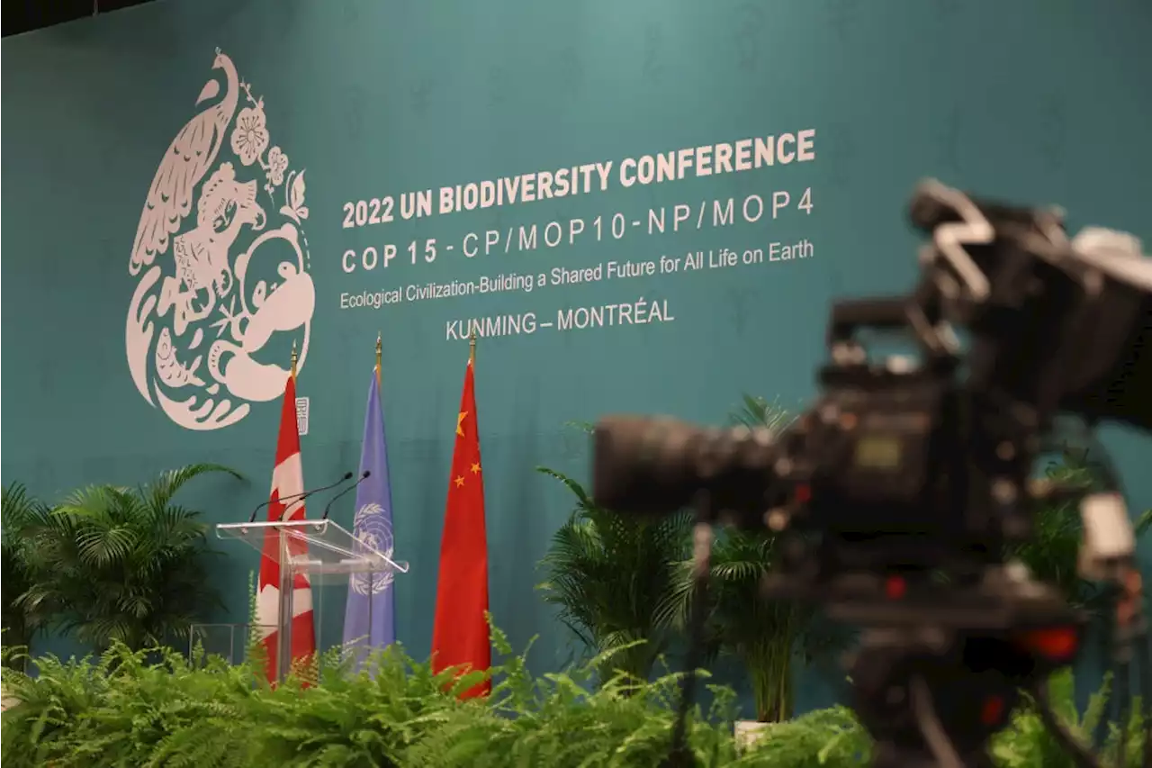 Developing countries stage walk out at UN biodiversity talks | Business