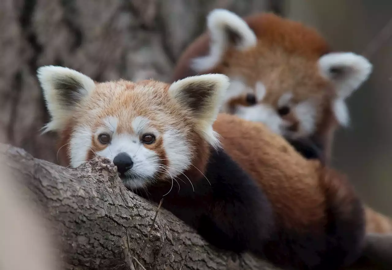 Red panda cubs die as zoo hit with arctic blast's freezing temperatures