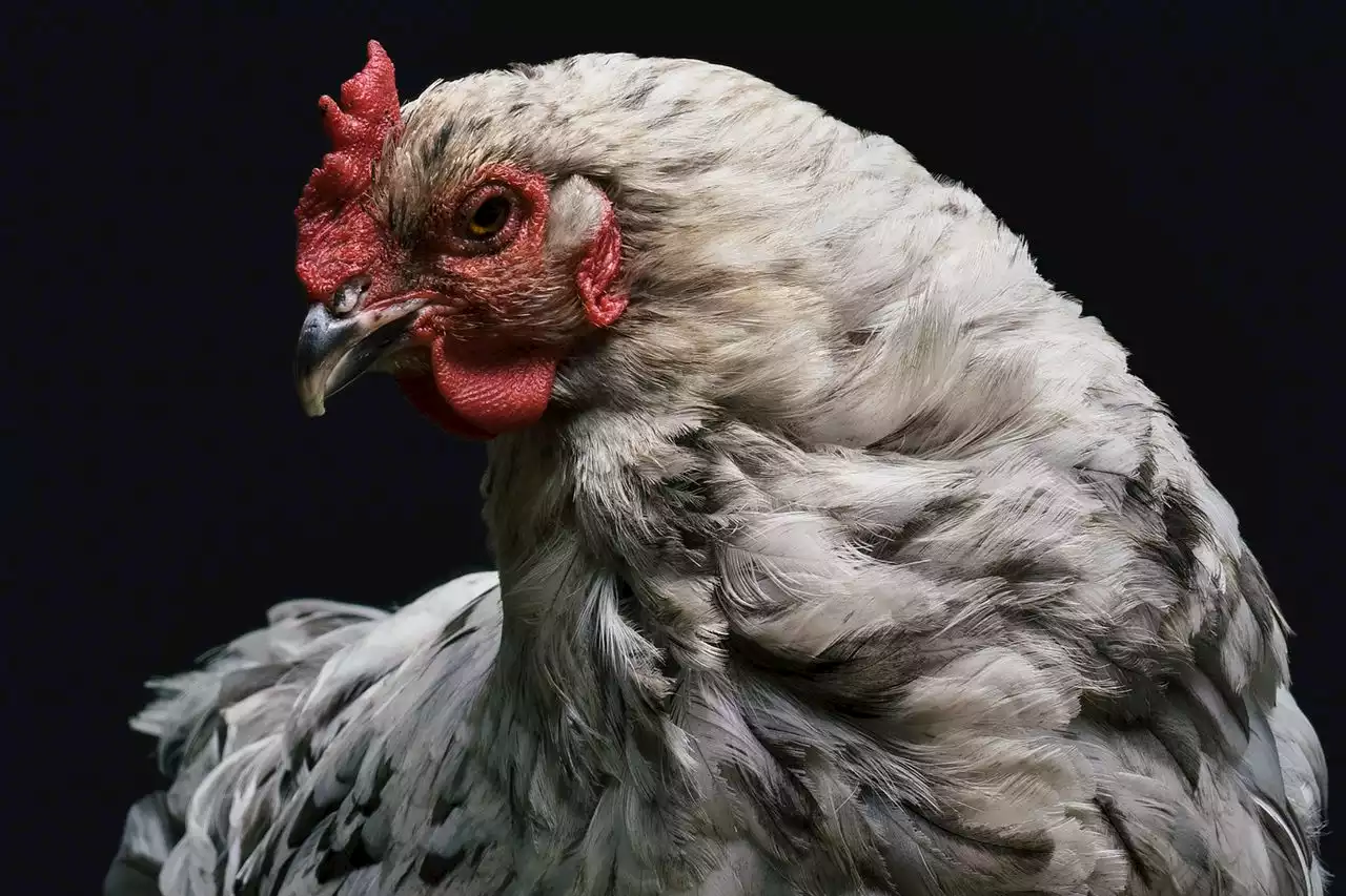 PETA blames Pennsylvania barn fire that killed 250K chickens on non-vegans