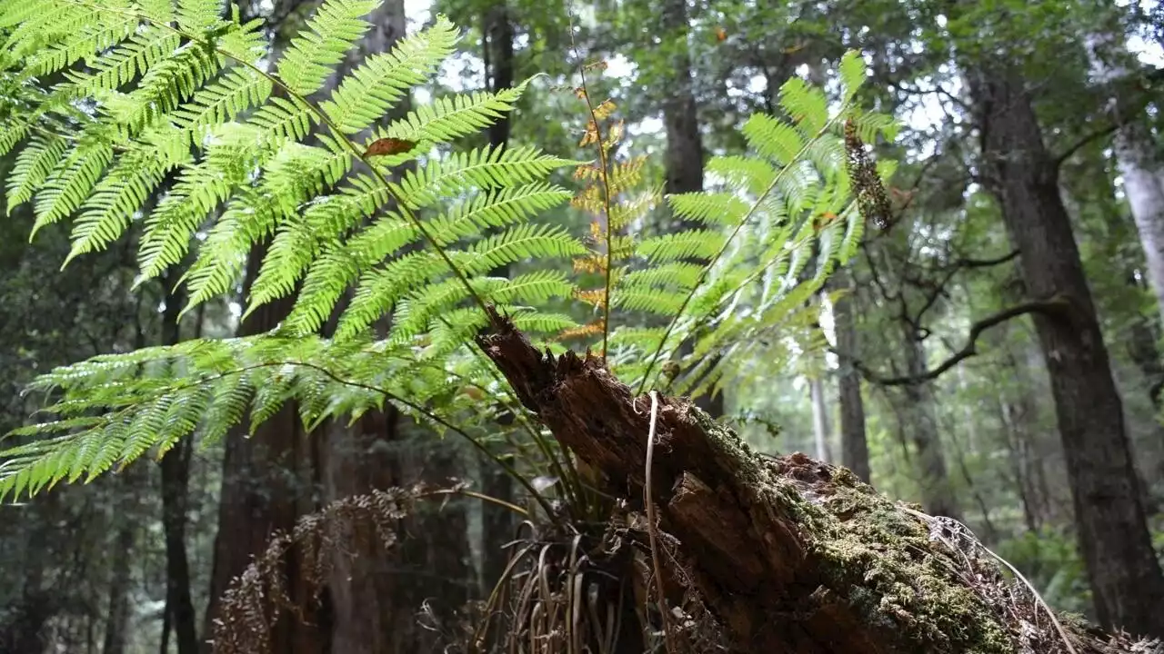 Biodiversité: la question des données génétiques menace l'issue de la COP15