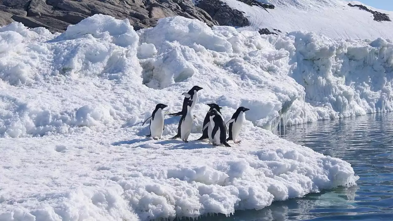 COP15: l'enjeu vital de la qualité des aires marines protégées