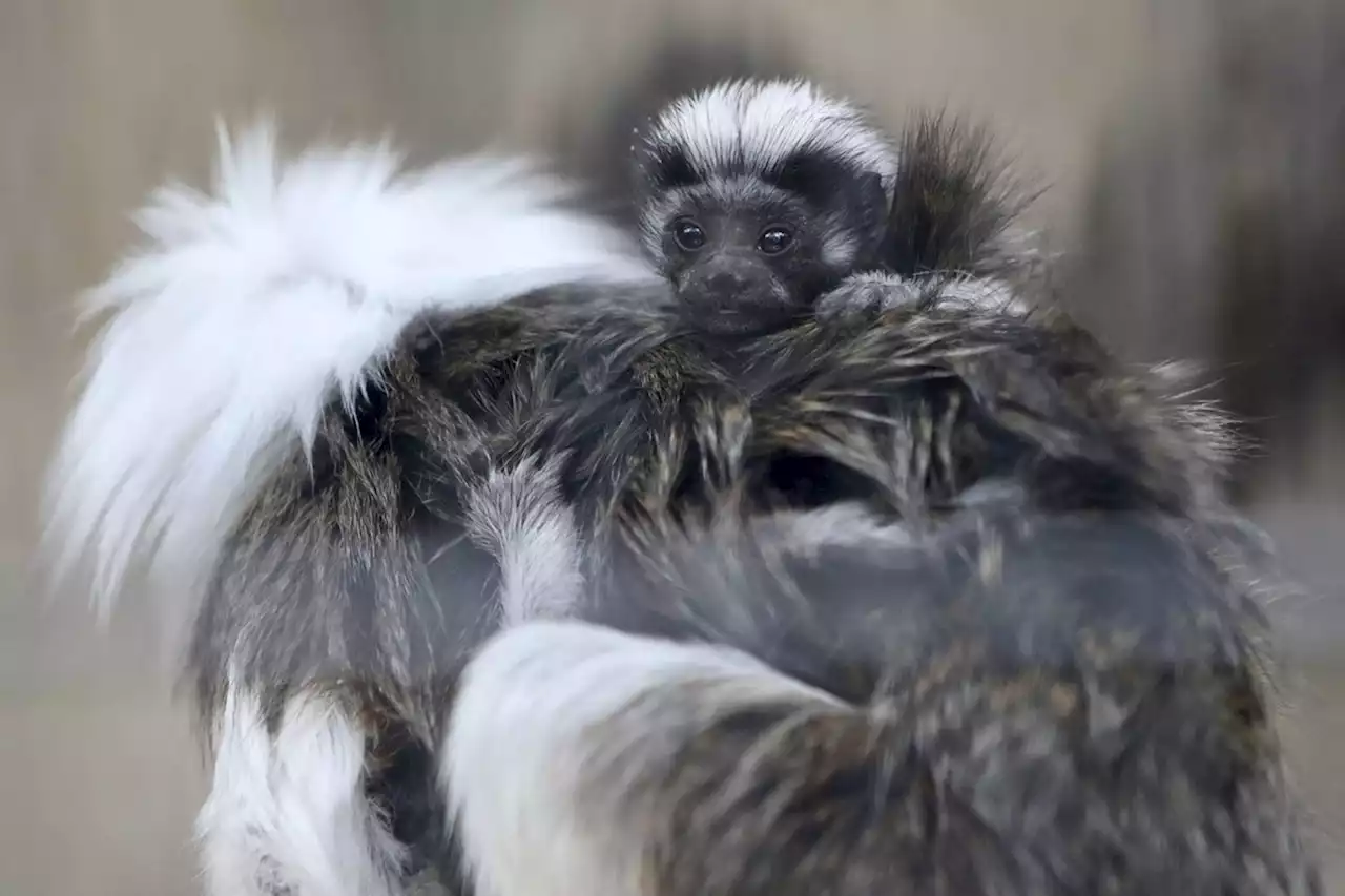 San Antonio Zoo welcomes adorable cotton-top tamarin twins