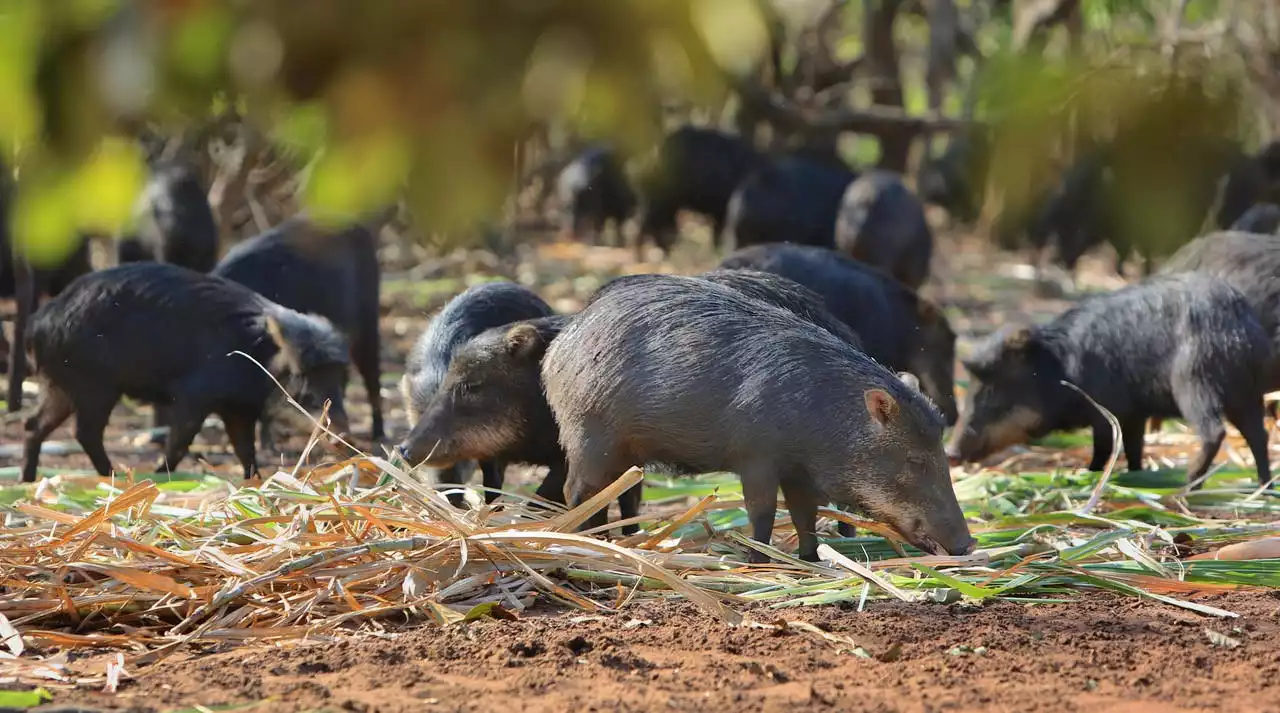 The Mysterious Case of the Disappearing White-Lipped Peccaries