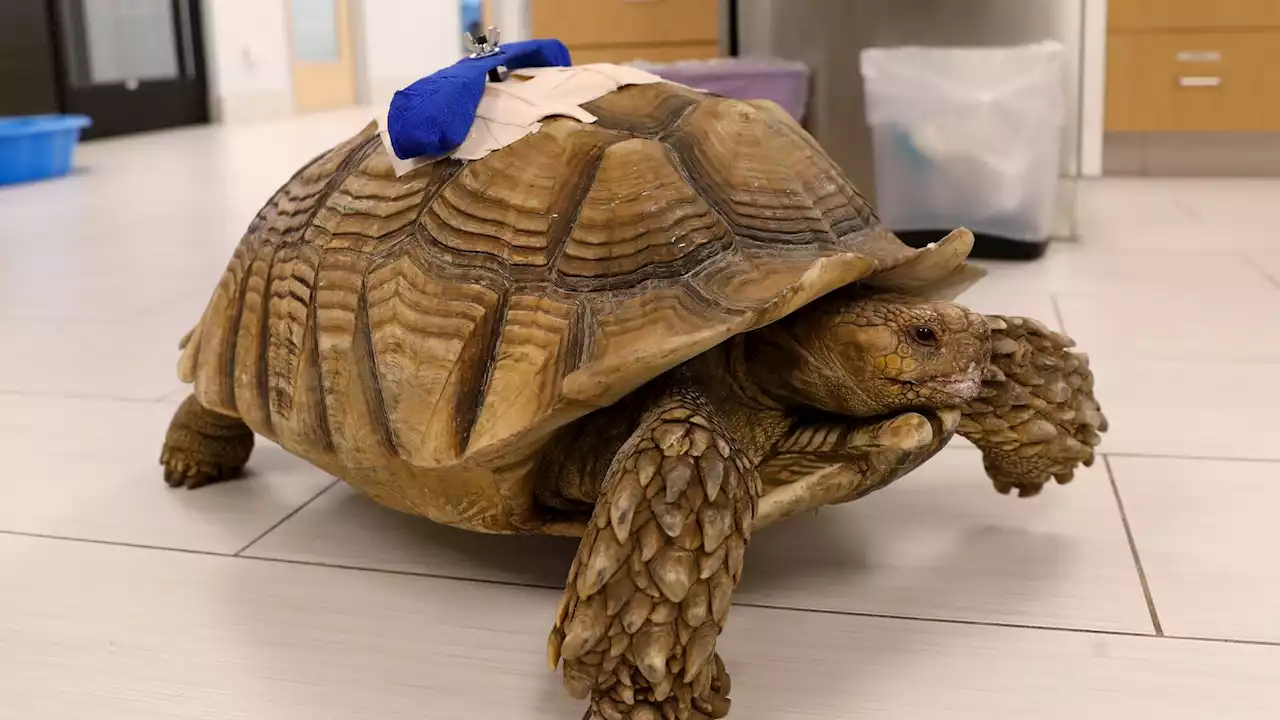 California man avoids jail after stabbing nursery's pet tortoise in drunken attack