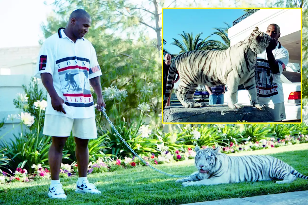 Mike Tyson reveals how much he paid for his pet tigers before one 'ripped someone's arm off'