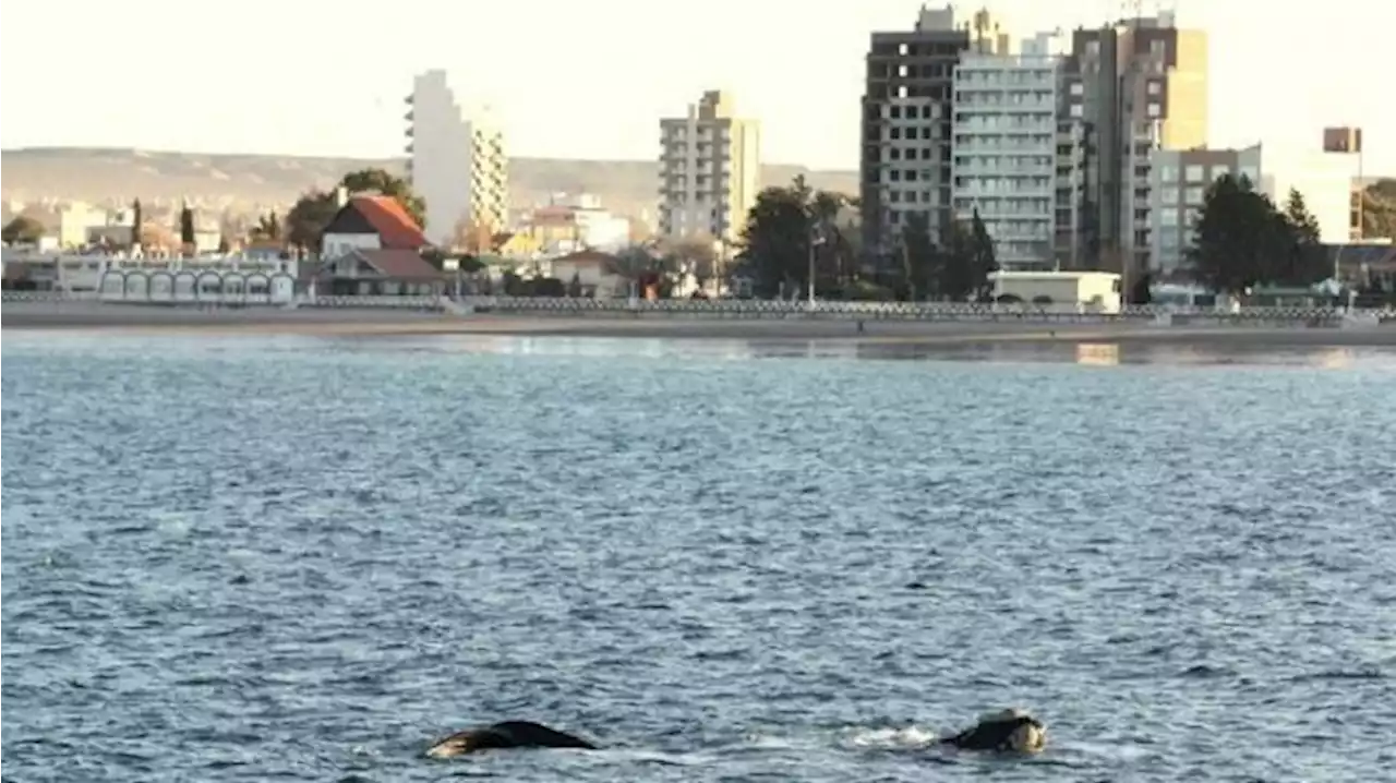 8 Tempat Wisata Terbaik di Argentina, Ada Gletser Hidup