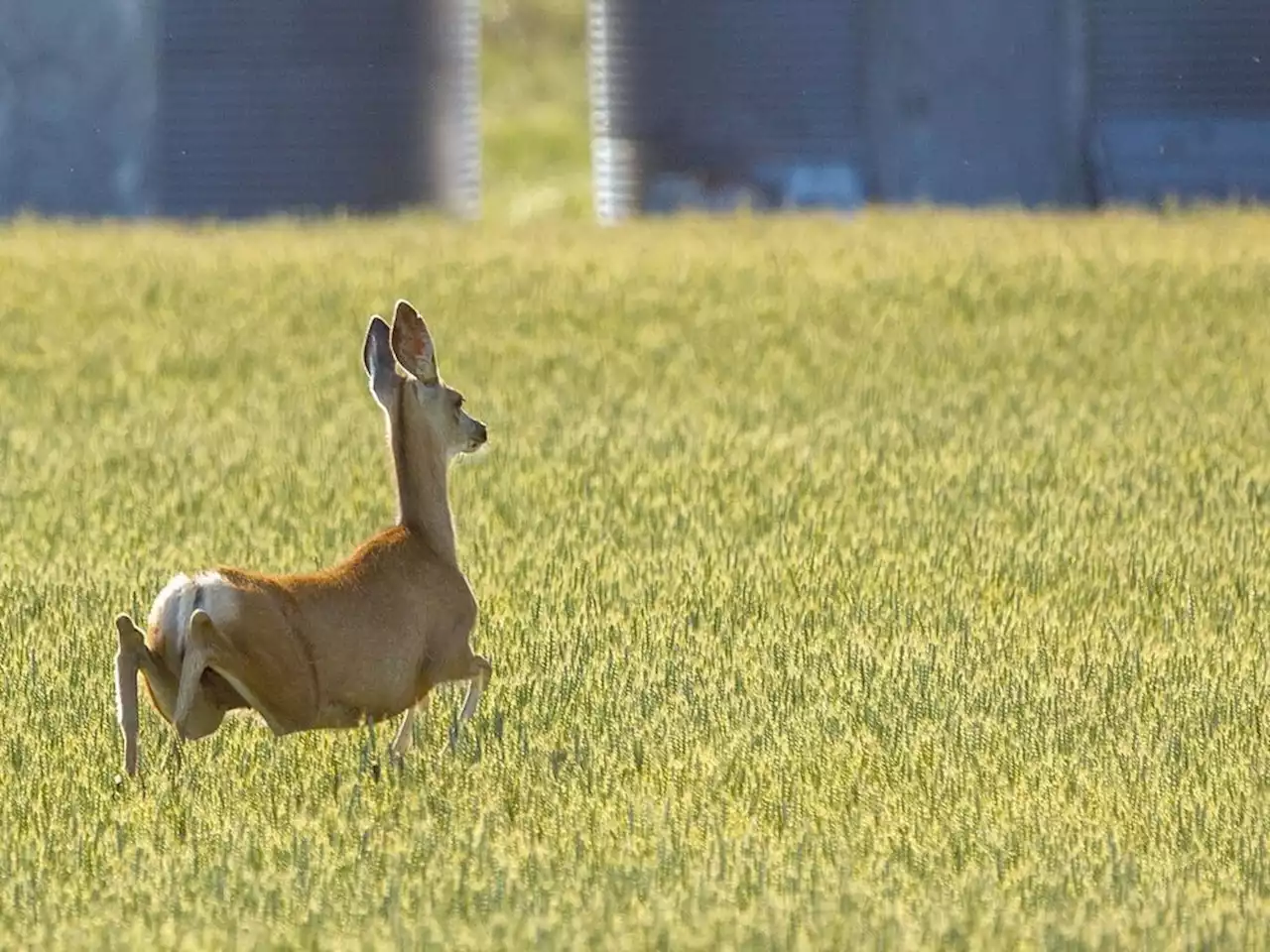 How Indigenous philosophies can improve the way Canadians treat animals