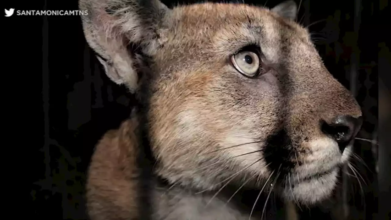 Los Angeles celebrity mountain lion P-22 euthanized due to severe injuries