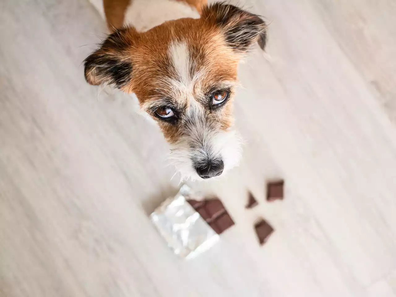 Noël : pourquoi il ne faut surtout pas donner de chocolat à son chien