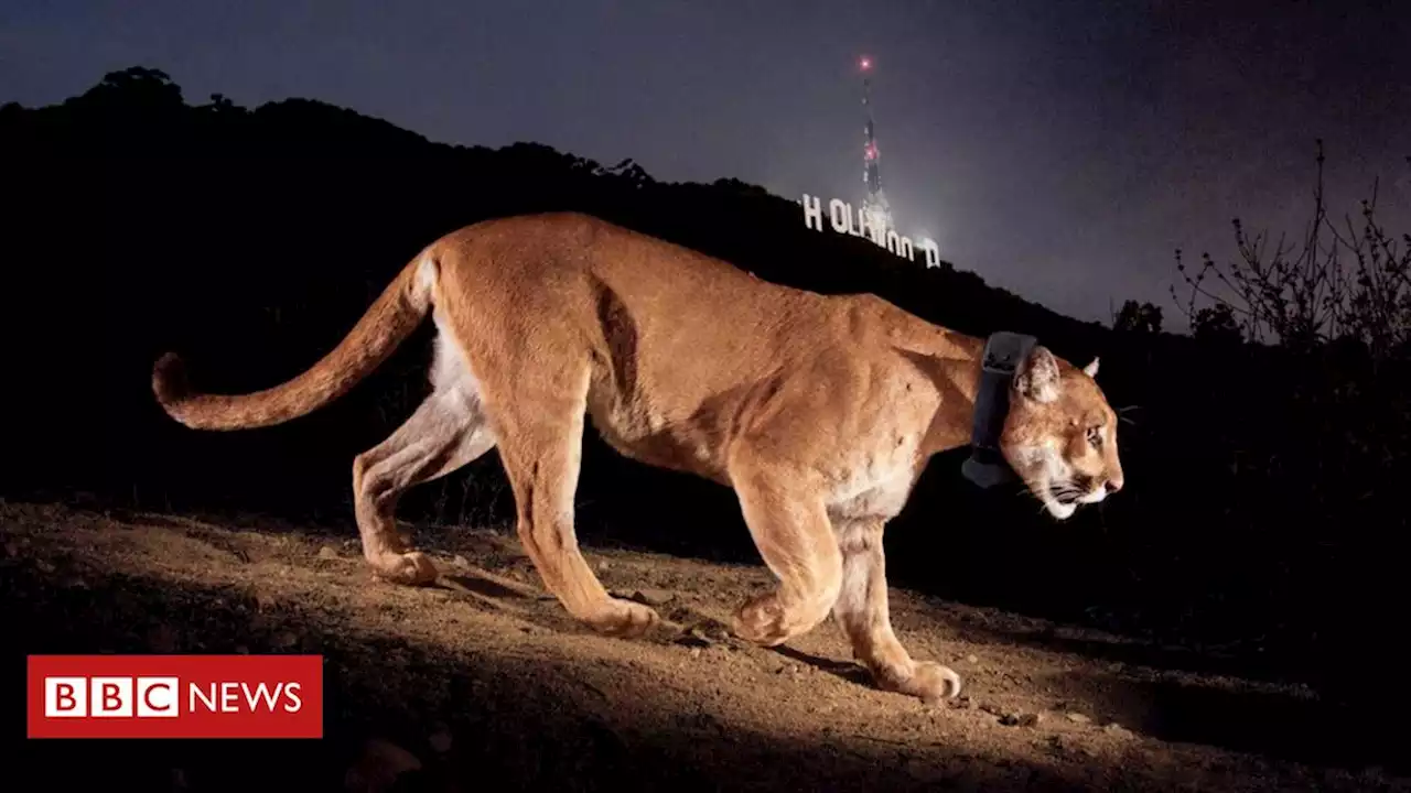 A onça-parda que vivia em Hollywood e teve que ser sacrificada - BBC News Brasil