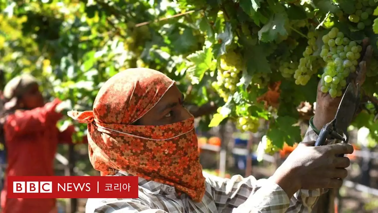 인도, 와인 생산국 대열 합류...'열대기후 덕분' - BBC News 코리아