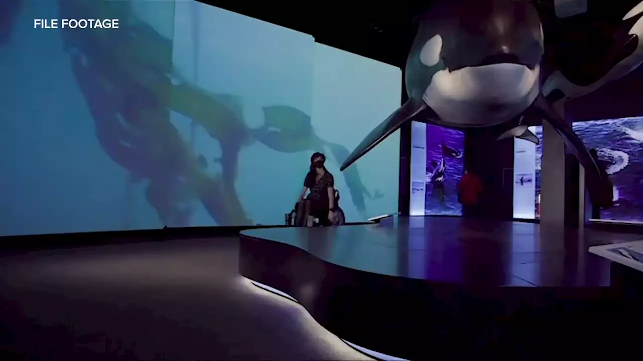 Royal BC Museum to send Orcas Exhibit on the road