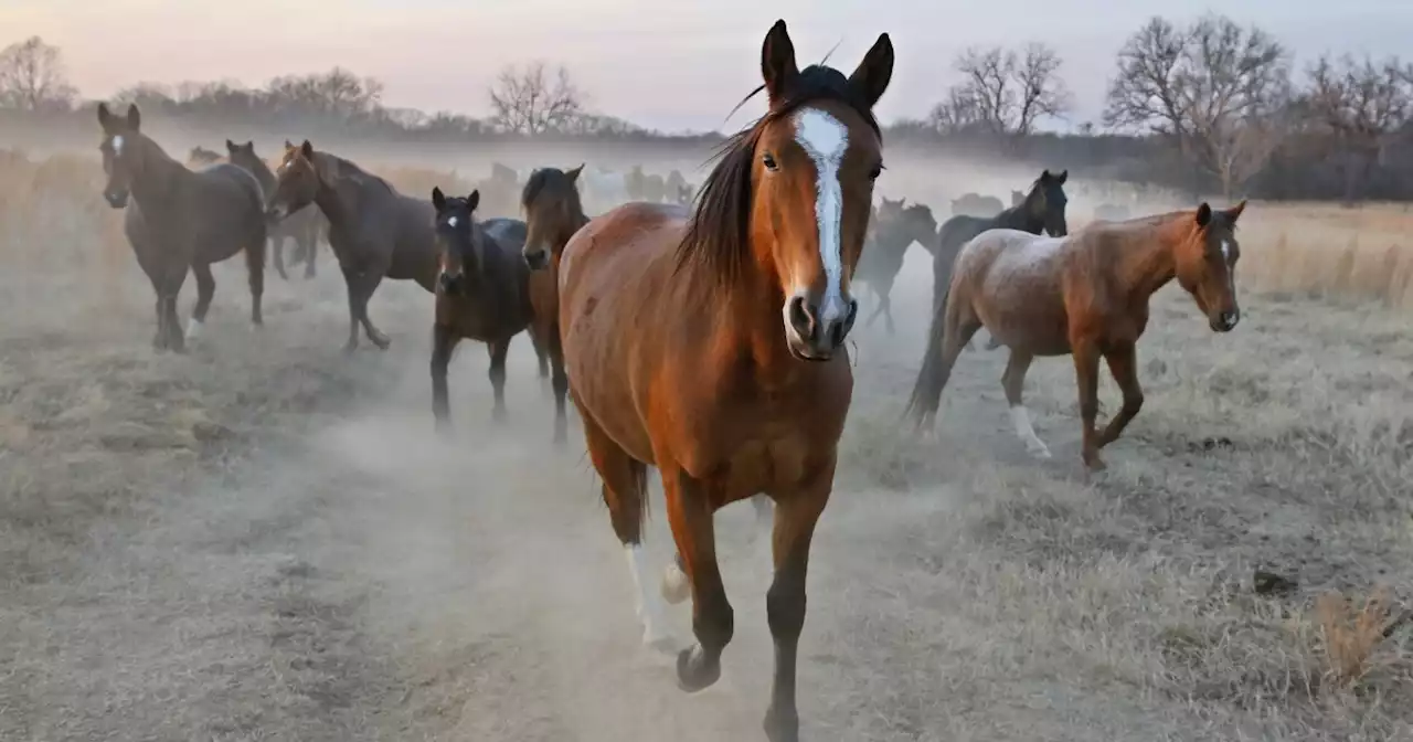 Officials: Colorado firm's alfalfa cubes may kill horses