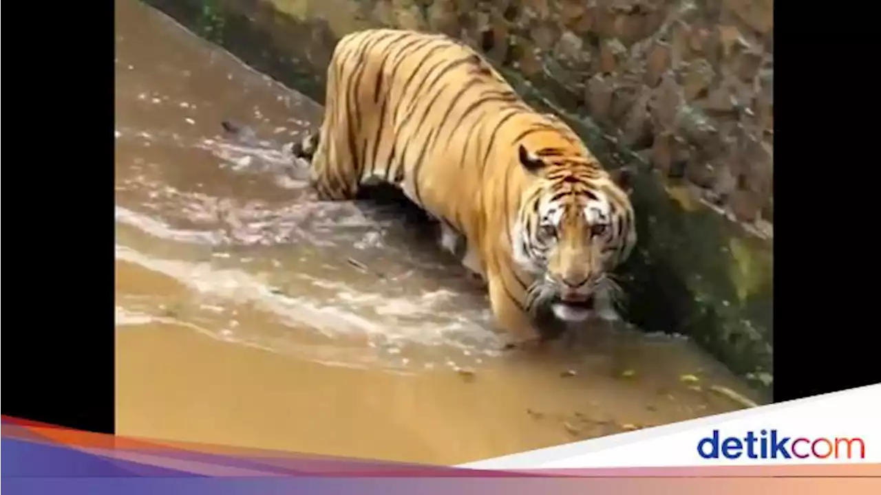 Viral Harimau Juve Kurus, Pengelola Ragunan Minta Maaf Bikin Khawatir