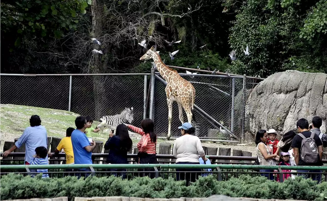 Habemus logo: Zoológico de Chapultepec ya tiene emblema para celebrar sus 100 años